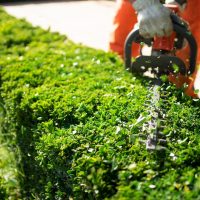 Home and garden concept. Hedge trimmer in action. Shrub trimming work. Shrub pruning. Gardening and trimming activities. Great detail of the cut leaves splashing.